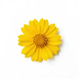 Sickleweed golden aster