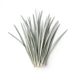 Silver grass