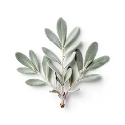 Silver sage