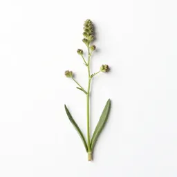 Slender knapweed