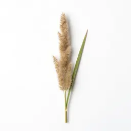 Slender rush