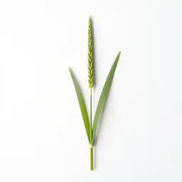 Slender wheatgrass