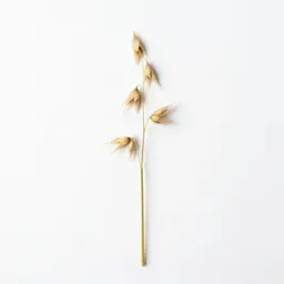 Slender wild oat