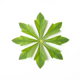 Smooth crabgrass
