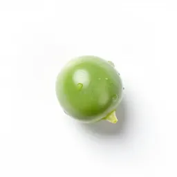 Smooth darling pea
