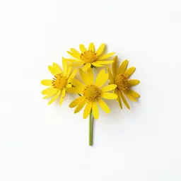 Sneezeweed