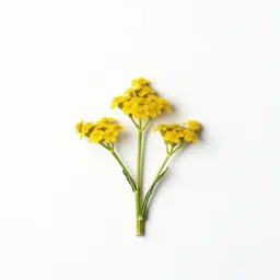 Sneezeweed yarrow
