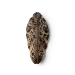Solitary pussytoes