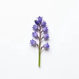 Southern harebell