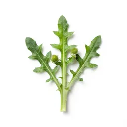 Sow thistle