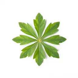 Spermatophyte