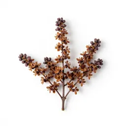 Spicebush
