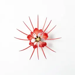 Spiderflower
