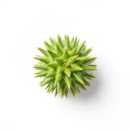 Spiny talinum