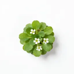 Spring cress