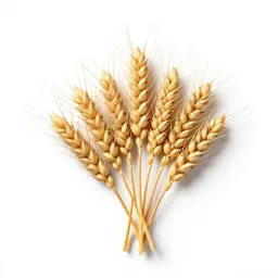 Squirreltail barley