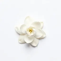 Star jasmine
