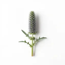 Stemless carline thistle