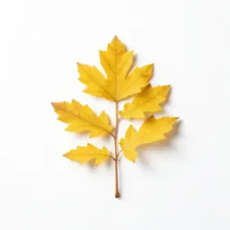 Stemless golden weed