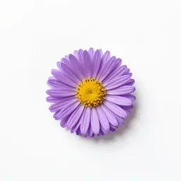 Sticky aster