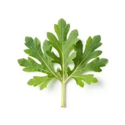 Stinking goosefoot