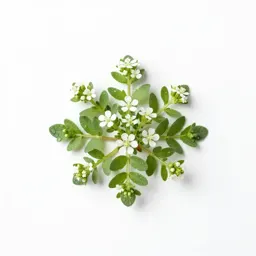 Stitchwort