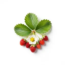 Strawberry blite