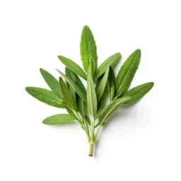 Summer savory