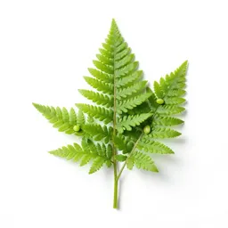 Sweet cicely