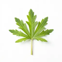 Sweet coltsfoot