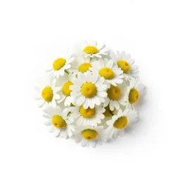 Sweet false chamomile