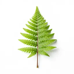 Sweet fern