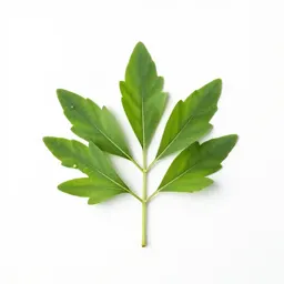 Sweet woodruff