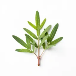 Sweet wormwood