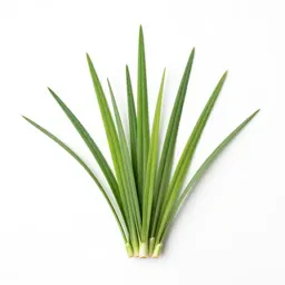 Sword grass