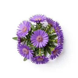 Tahoka daisy