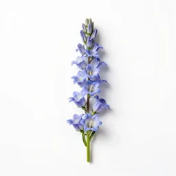 Tall bellflower