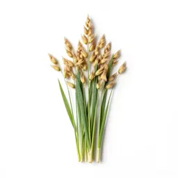 Tall oat grass