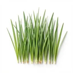 Tallgrass