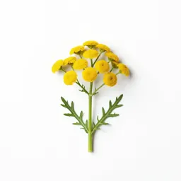 Tansy-leaved rocket