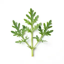 Tansy mustard
