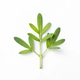 Tarragon