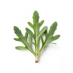 Tarweed