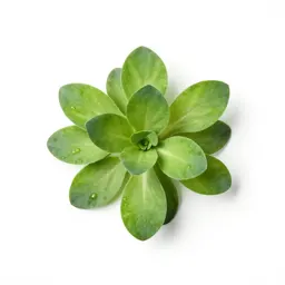Tendergreen