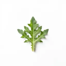 Thistle