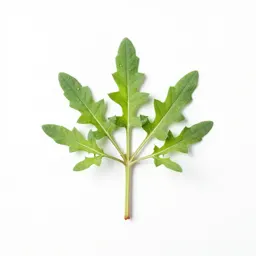 Thorny amaranth