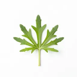 Threadleaf groundsel