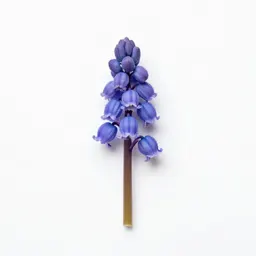 Throatwort