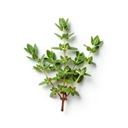 Thyme