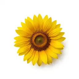 Tickseed sunflower